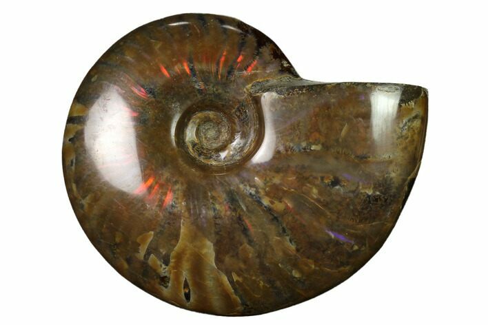 Flashy Red Iridescent Ammonite #155158